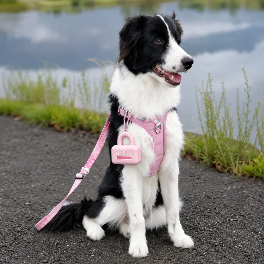 Border collie dog wearing pink harness with portable silicone poop bag dispenser during outdoor walk