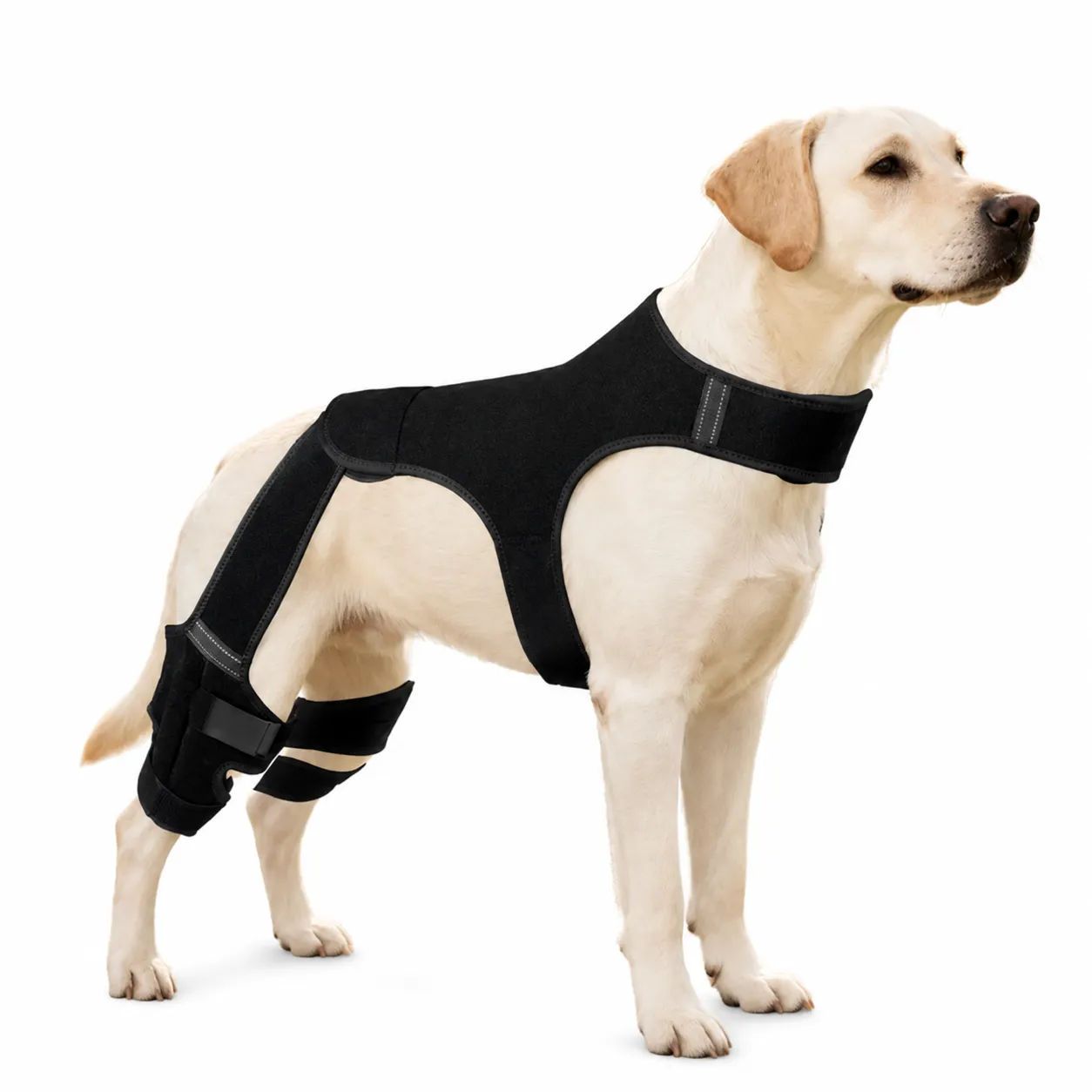 Adjustable Dog Rear Leg Support Brace for Large Dogs Labrador wearing adjustable rear leg support brace for ACL injury recovery and arthritis support