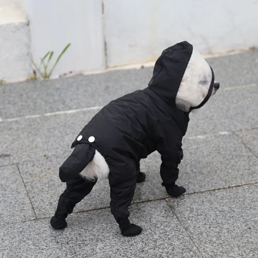 Small white dog wearing black waterproof 4-legged raincoat outdoors on a rainy day