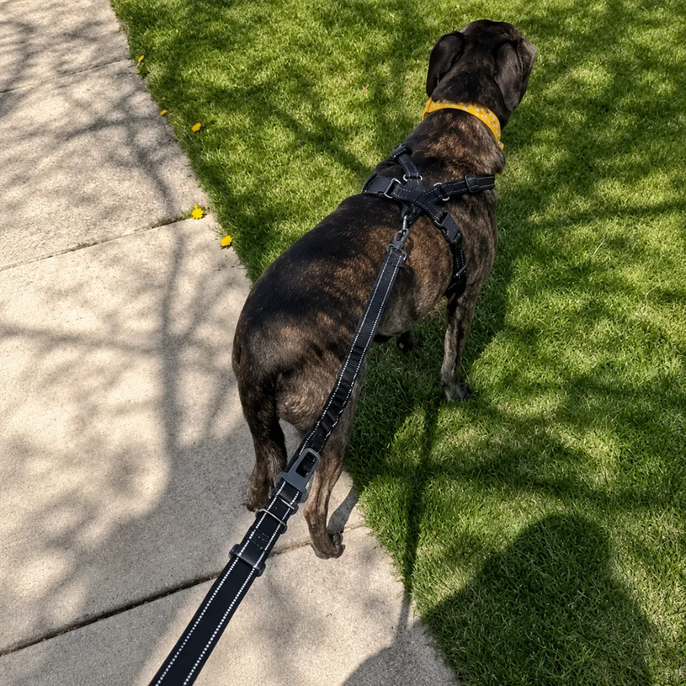 Large dog wearing reflective anti pull leash during outdoor walking on grass pathway