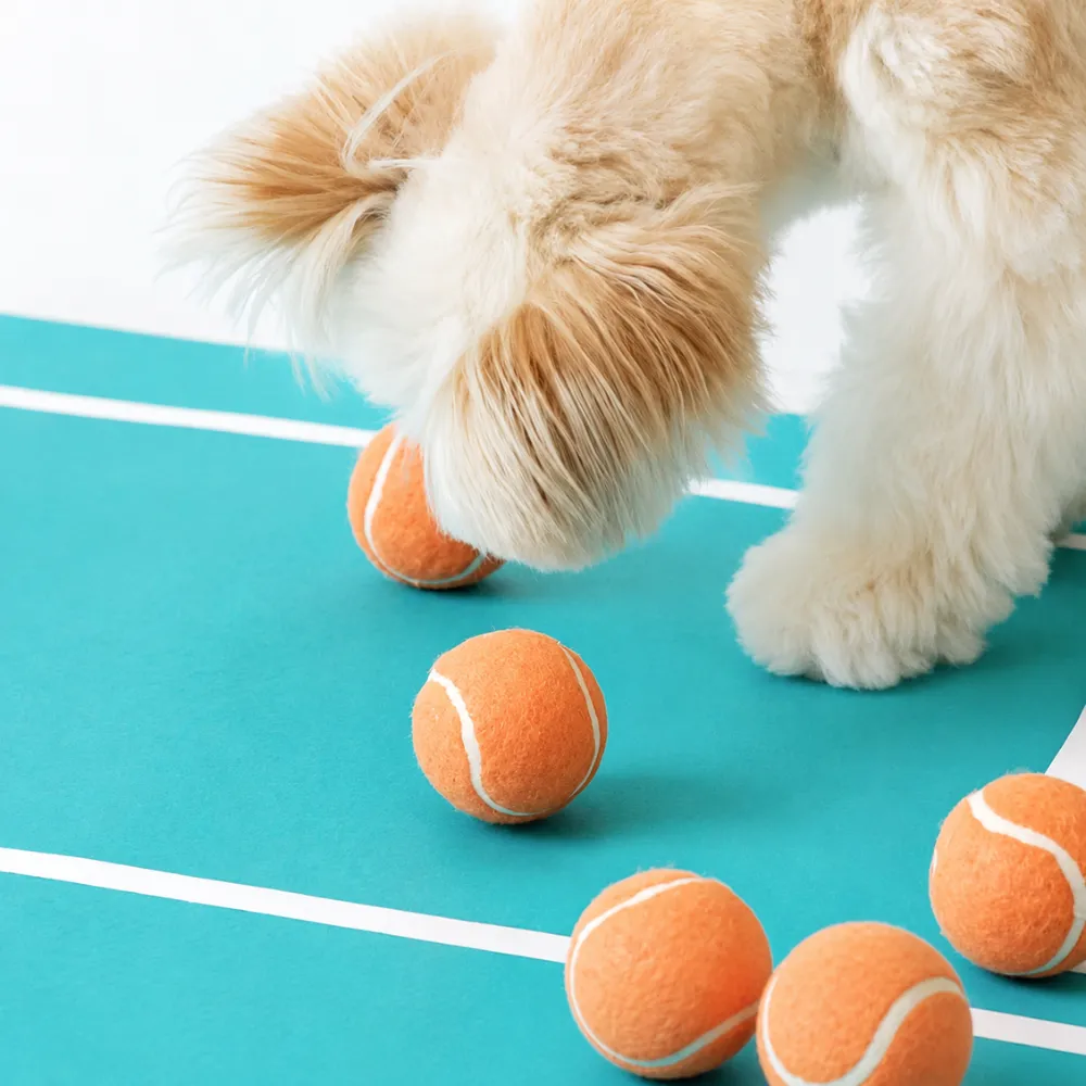 Dog interacting with orange dental chew tennis balls on indoor play mat