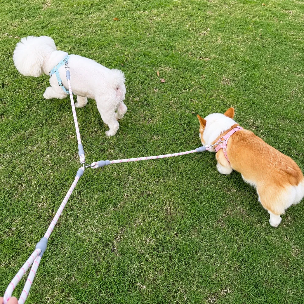 Two dogs walking outdoors using a reflective dual dog leash splitter