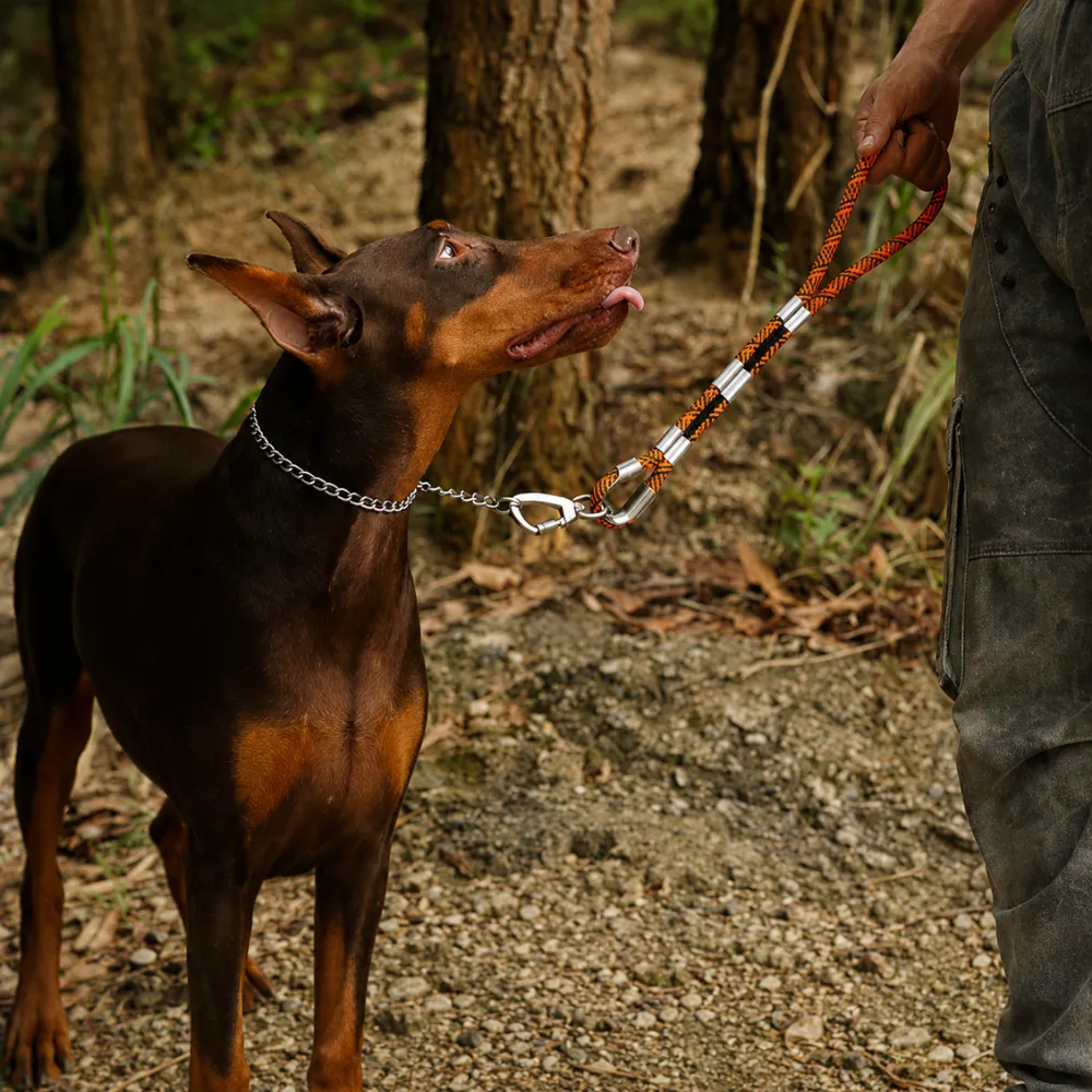 Doberman dog using orange tactical rope leash during outdoor walking training
