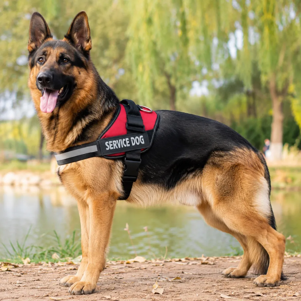 German Shepherd wearing a red reflective service dog harness outdoors near a lake
