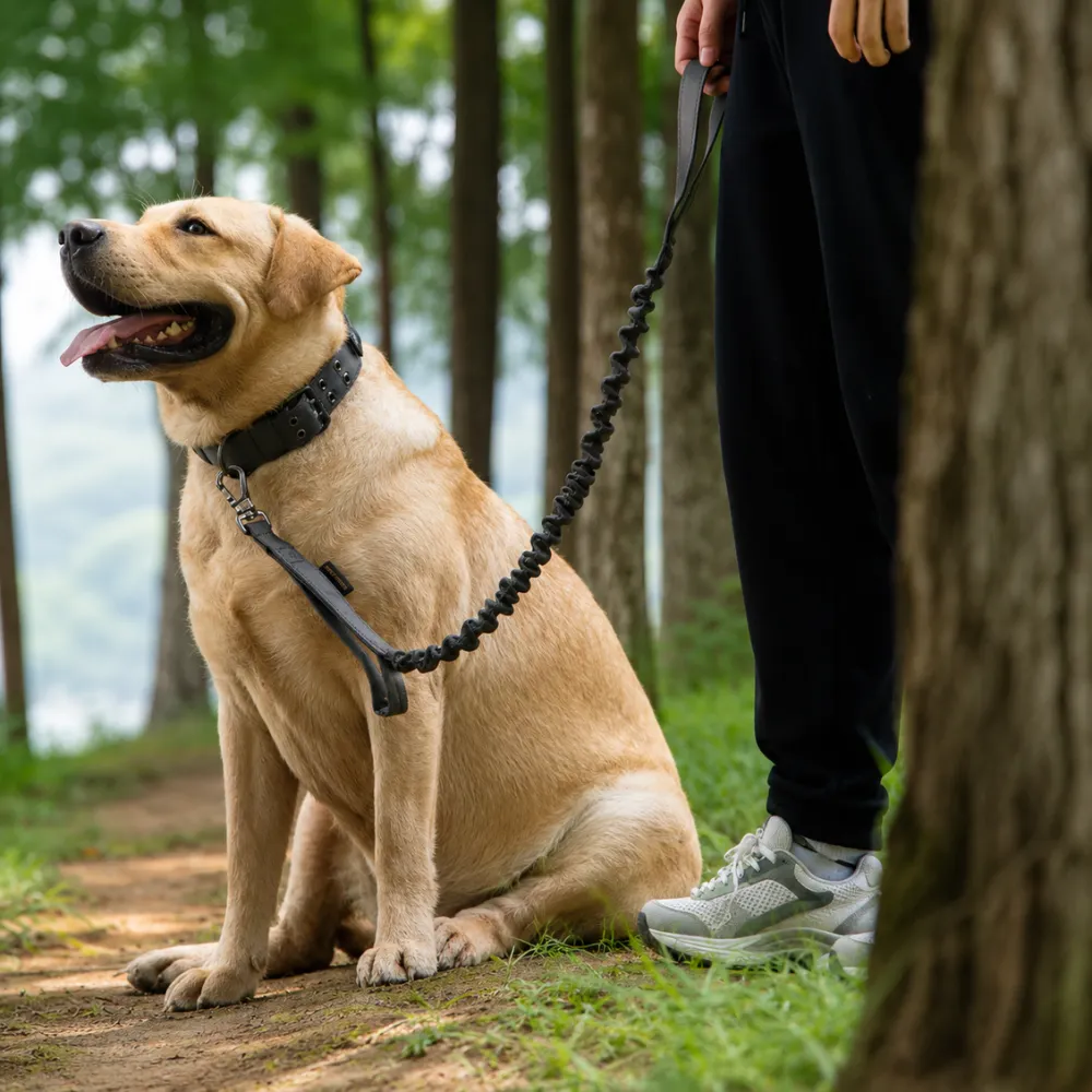 Large dog using a shock absorbing bungee leash during outdoor walking and training