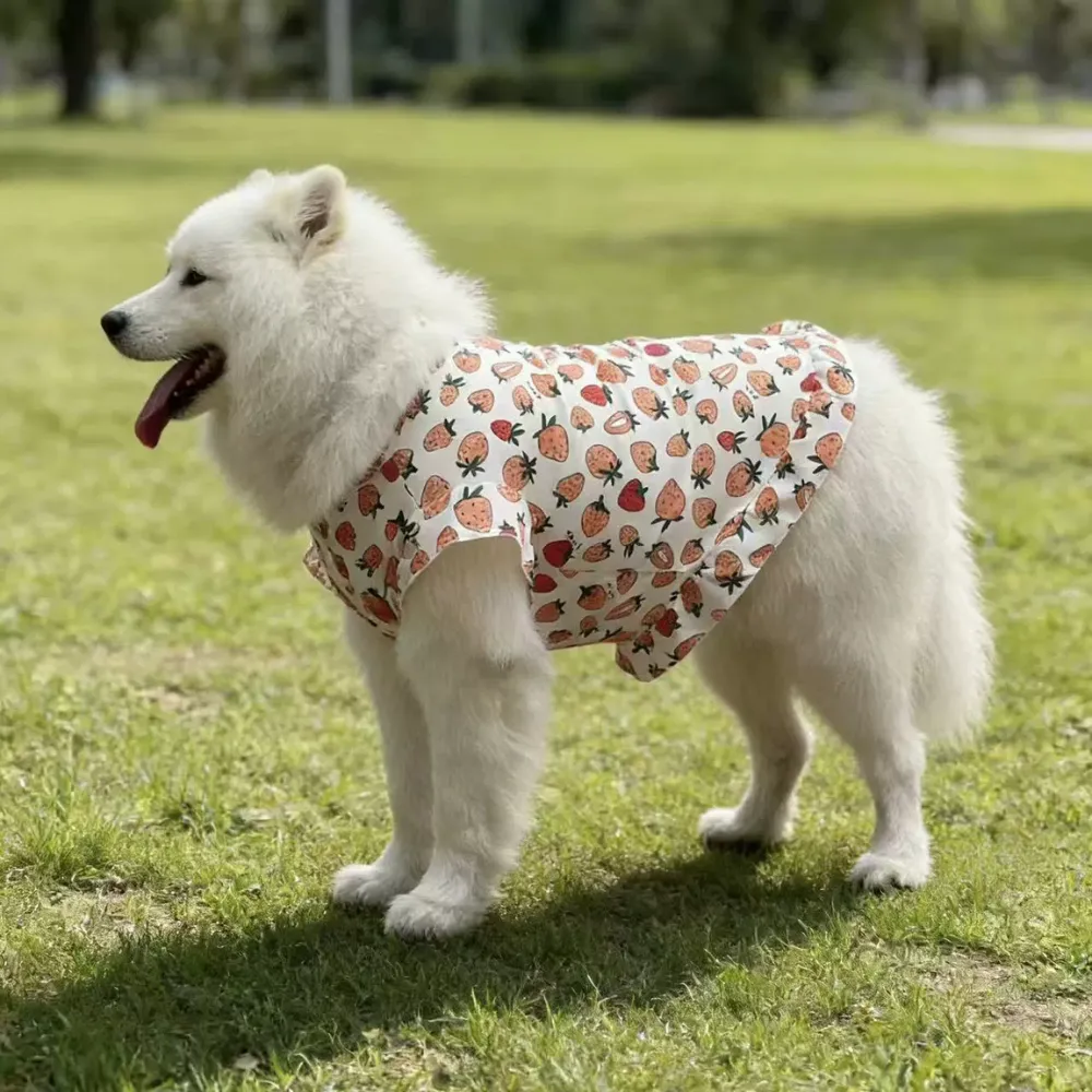 Large white dog wearing strawberry print summer dress vest outdoors on grass
