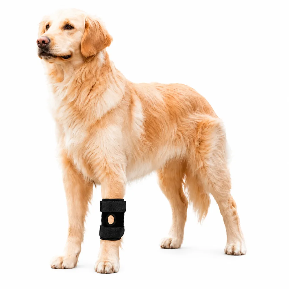 Dog Knee Brace for Joint Support on Large Dogs Golden Retriever wearing a dog knee brace for joint support and injury recovery