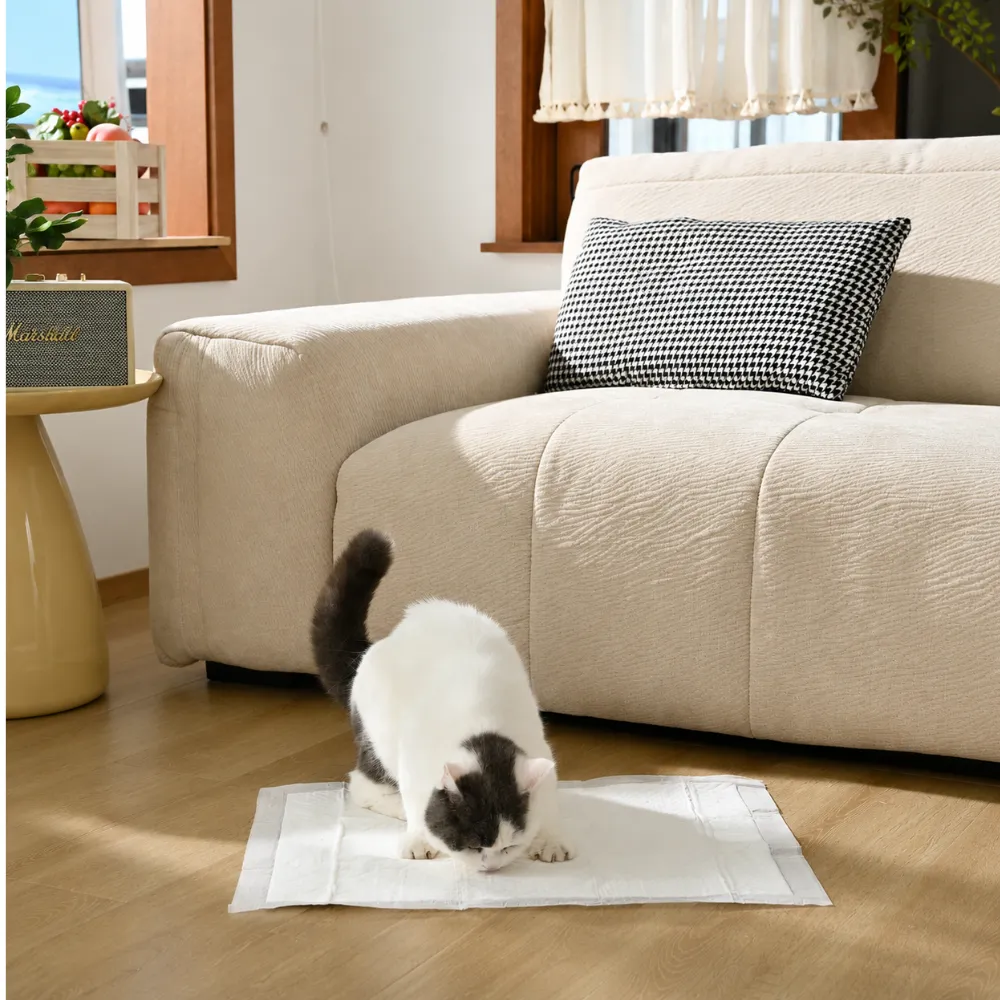 Sensitive cat using a pheromone calming training pad indoors near a sofa in a comfortable home environment