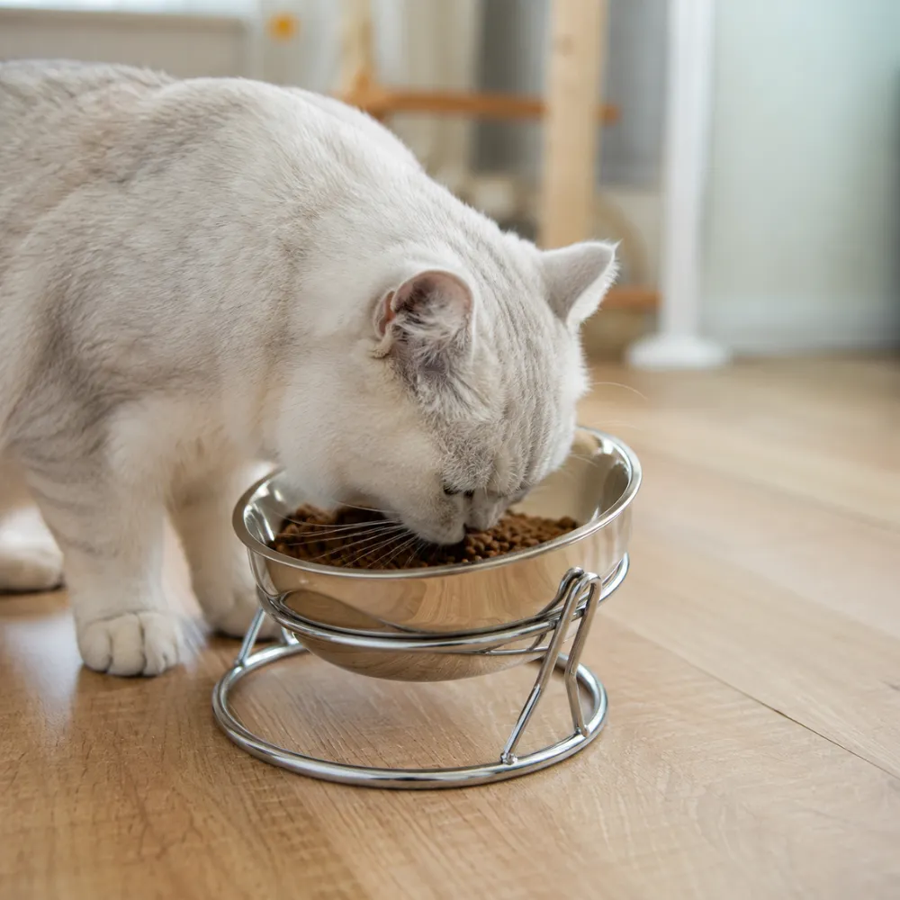 White cat eating dry food from elevated stainless steel cat bowl in home environment