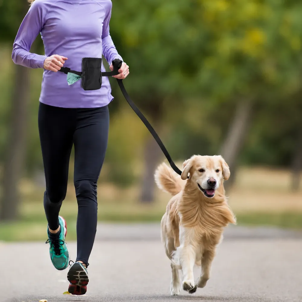 Woman walking golden retriever using dog training treat pouch during outdoor exercise