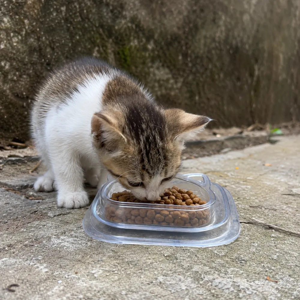 Kitten eating dry cat food from a transparent disposable cat bowl outdoors