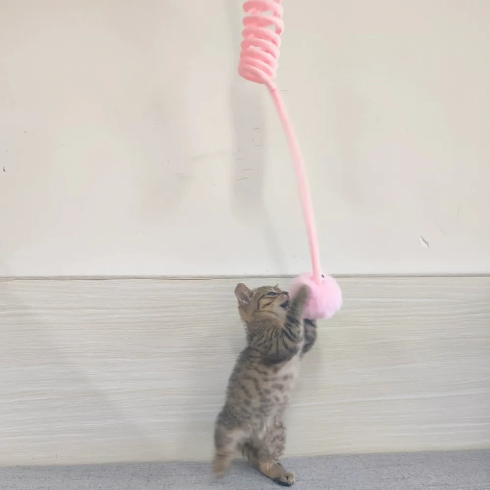 Kitten playing with a pink retractable spring cat teaser wand and soft fluffy ball indoors