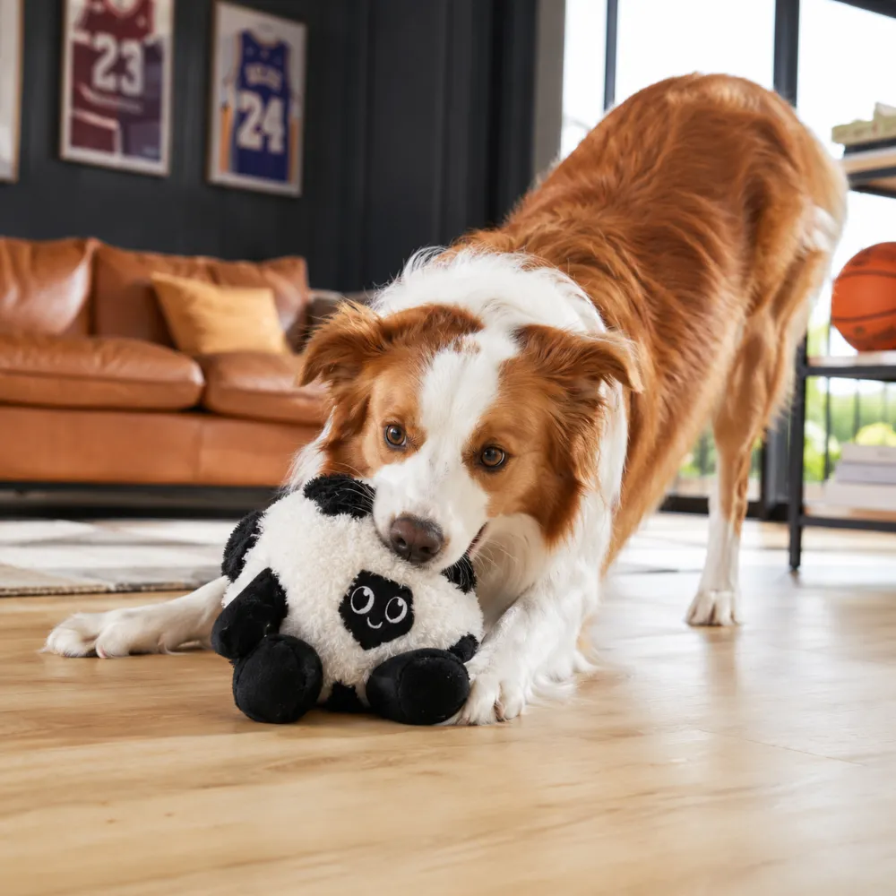 Dog playing with a soft football plush toy during indoor interactive play