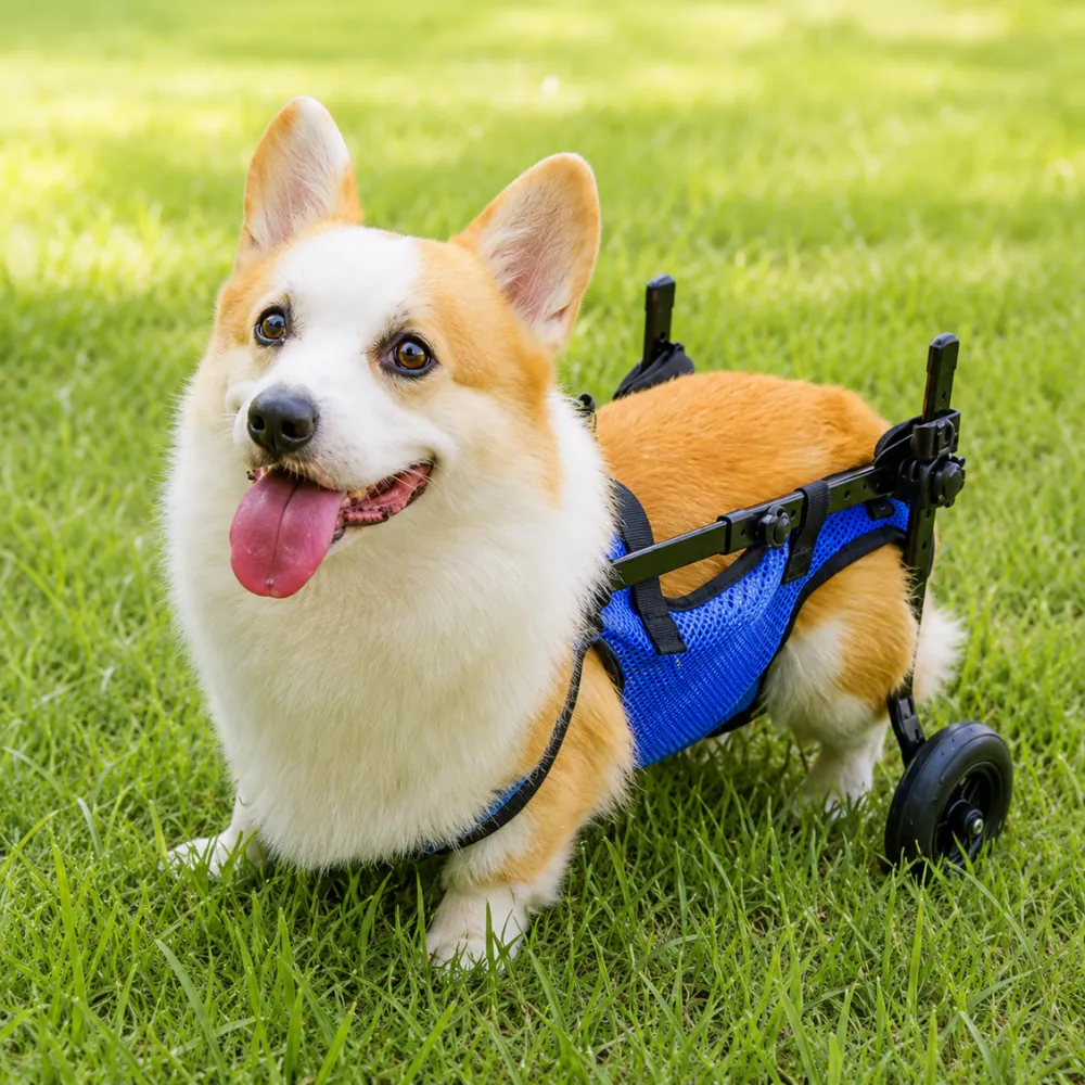 Corgi wearing a blue rear support dog wheelchair while standing on grass outdoors.