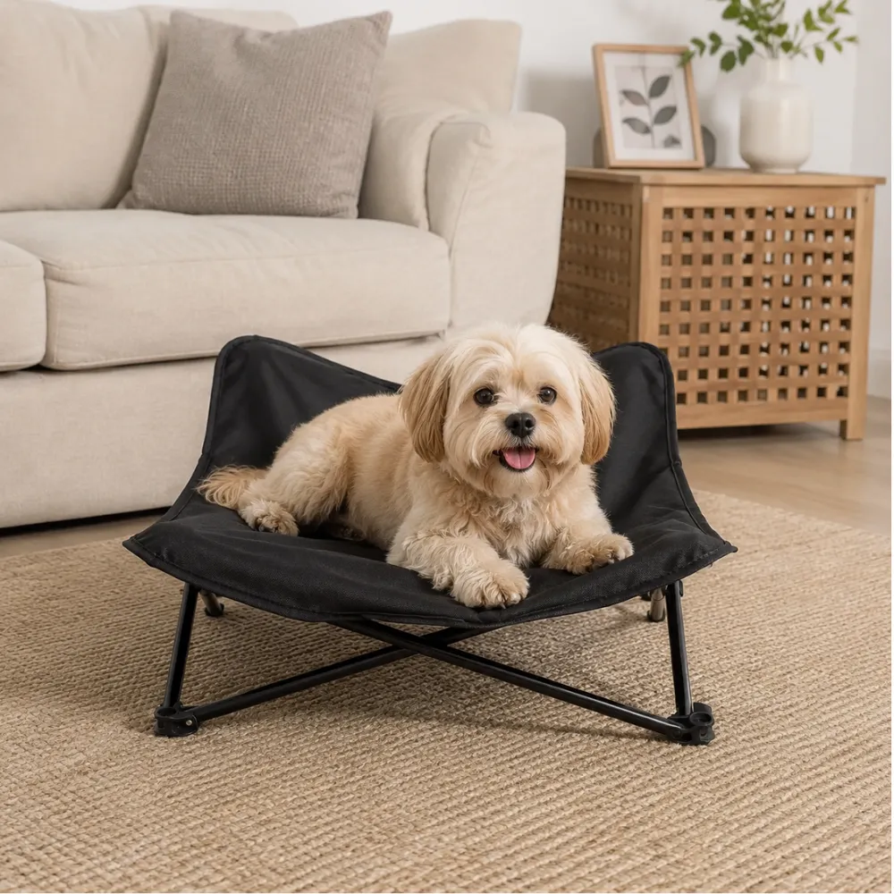 Small dog resting on a black elevated pet bed with durable raised frame in a modern living room